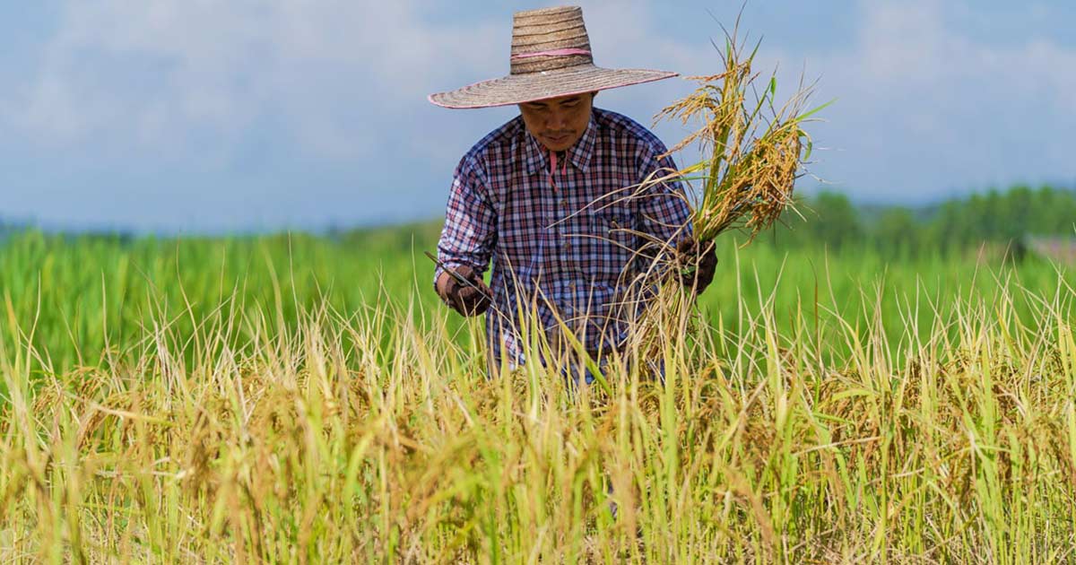 Agricultural-Opportunities-for-Making-Money-in-the-Philippines